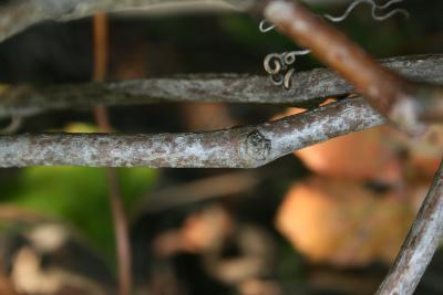 Parthenocissus inserta (Thicket Creeper), bark, stem