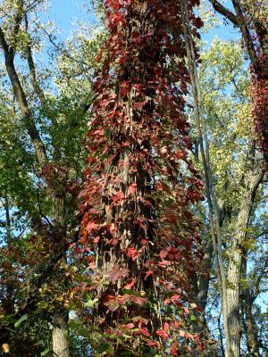 Parthenocissus quinquefolia (Virginia Creeper), habitat, habit, fall