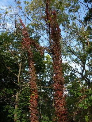 Parthenocissus quinquefolia (Virginia Creeper), habitat