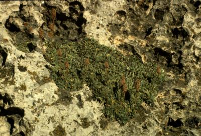 Petrophytum caespitosum (Rock-spirea), habitat, habit, fall