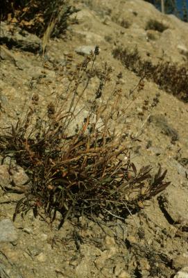 Penstemon procerus (Small-flowered Penstemon), habit, fall, habitat