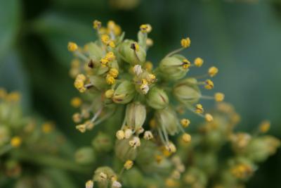 Phellodendron amurense (Amur Corktree), flower, full