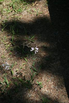 Penstemon gracilis var. wisconsinensis (Wisconsin Penstemon), habit, summer, habitat
