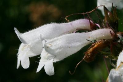 Penstemon digitalis (Foxglove Penstemon), flower, side