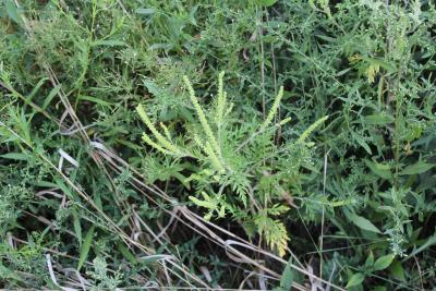 Ambrosia artemisiifolia L. (common ragweed), flowers