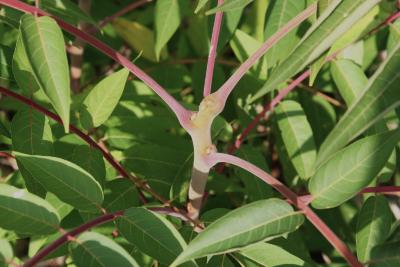 Ailanthus altissima (Mill.) Swingle (tree of heaven), stem