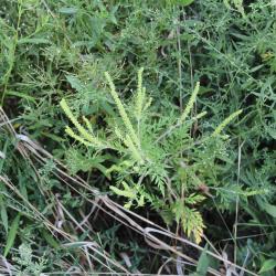 Ambrosia artemisiifolia L. (common ragweed), flowers