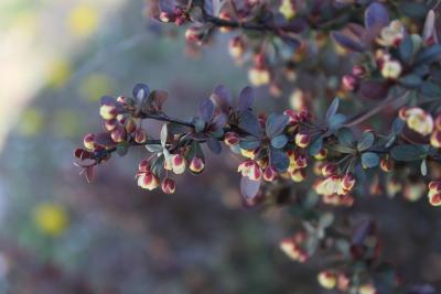 Berberis thunbergii De Candolle (Japanese barberry), flowers