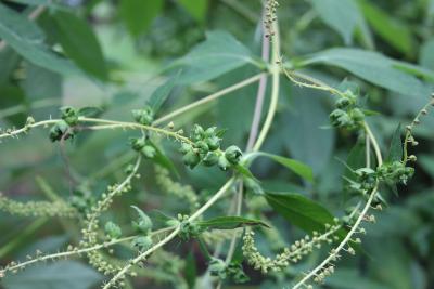 Ambrosia trifida L. (giant ragweed), fruit
