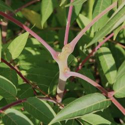 Ailanthus altissima (Mill.) Swingle (tree of heaven), stem