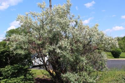 Elaeagnus angustifolia L. (russian-olive), form