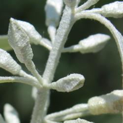 Elaeagnus angustifolia L. (russian-olive), flower buds