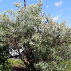 Elaeagnus angustifolia L. (russian-olive), form