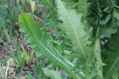 Dipsacus laciniatus L. (cut-leaved teasel), leaves