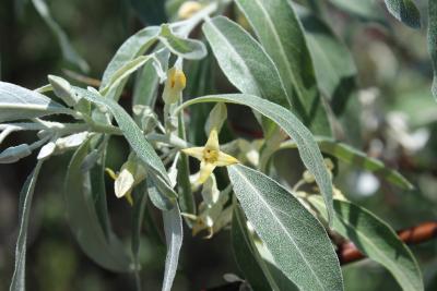 Elaeagnus angustifolia L. (russian-olive), flower