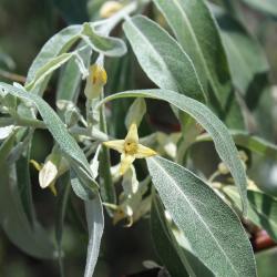 Elaeagnus angustifolia L. (russian-olive), flower