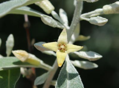 Elaeagnus angustifolia L. (russian-olive), close-up of flower