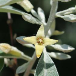 Elaeagnus angustifolia L. (russian-olive), close-up of flower
