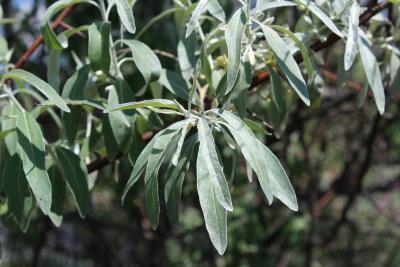 Elaeagnus angustifolia L. (russian-olive), leaves