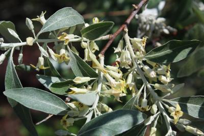 Elaeagnus angustifolia L. (russian-olive), flowers