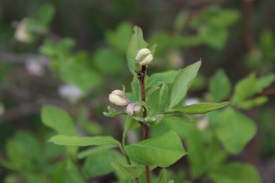 Lonicera fragrantissima Lindl. & Paxt. (winter honeysuckle), bud