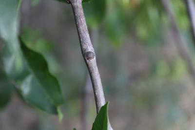 Fraxinus pennsylvanica Marsh. (red ash/green ash), stem