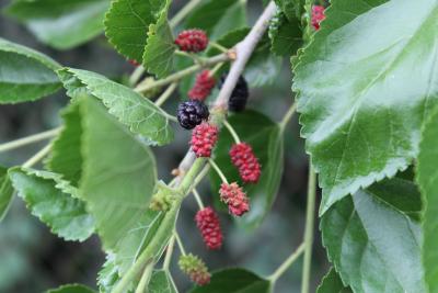 Morus alba L. (white mulberry), fruit