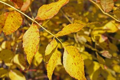 Fraxinus pennsylvanica Marsh. (red ash/green ash), fall habit