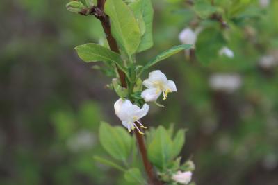 Lonicera fragrantissima Lindl. & Paxt. (winter honeysuckle), bud