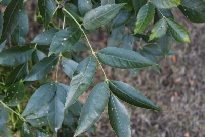 Fraxinus pennsylvanica Marsh. (red ash/green ash), leaves