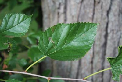 Morus alba L. (white mulberry), leaves