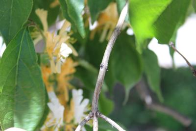 Lonicera maackii (Rupr.) Maxim. (Amur honeysuckle), stem