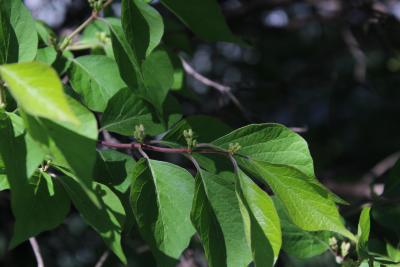 Lonicera maackii (Rupr.) Maxim. (Amur honeysuckle), leaves