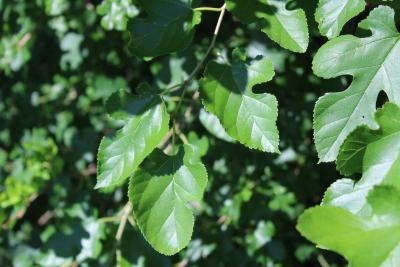 Morus alba L. (white mulberry), leaves