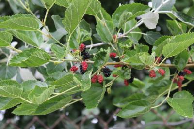 Morus alba L. (white mulberry), fruit