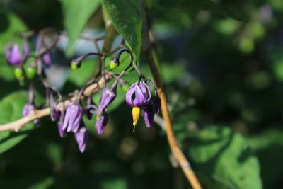 Solanum dulcamara L. (bittersweet nightshade), flowers