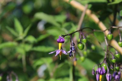 Solanum dulcamara L. (bittersweet nightshade), flowers