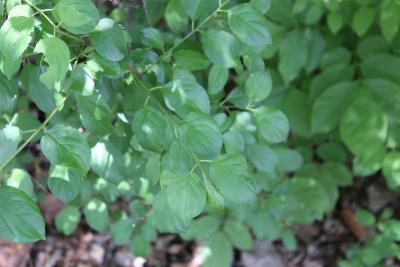 Rhamnus cathartica L. (common buckthorn), leaves