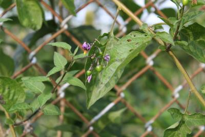 Solanum dulcamara L. (bittersweet nightshade), fruit