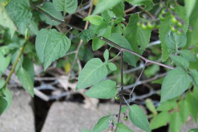 Solanum dulcamara L. (bittersweet nightshade), leaves