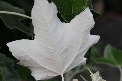 Populus alba L. (white poplar), leaf, lower surface