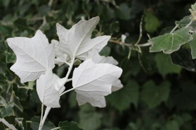 Populus alba L. (white poplar), leaves, lower surface