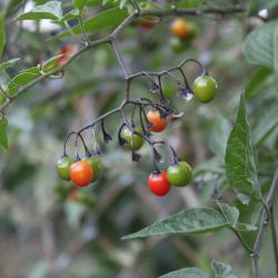 Solanum dulcamara L. (bittersweet nightshade), fruit