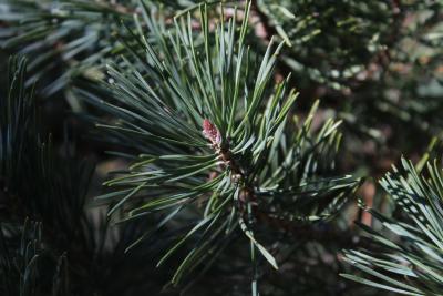 Pinus sylvestris L. (Scots pine), bud