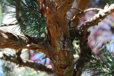 Pinus sylvestris L. (Scots pine), bark