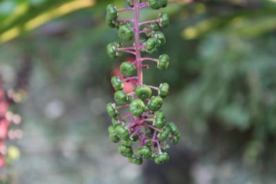 Phytolacca americana L. (pokeweed), fruit