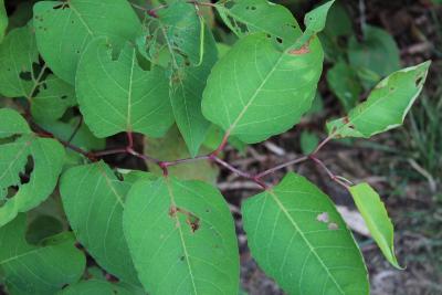 Reynoutria japonica Houtt. (Japanese knotweed), leaves