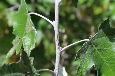 Populus alba L. (white poplar), stem and buds