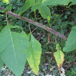 Phytolacca americana L. (pokeweed), stem