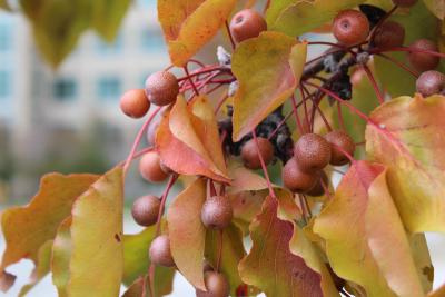 Pyrus calleryana Dcne. (Callery pear), fall fruit